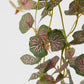 Begonia blader EDG Enzo de Gasperi