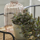 Begonia blader EDG Enzo de Gasperi