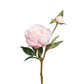 Pioner rosa Mr Plant