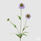 Scabiosa EDG Enzo de Gasperi