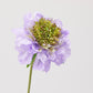 Scabiosa EDG Enzo de Gasperi