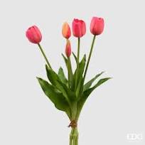 Tulipaner 5 stk rosa mørke EDG Enzo de Gasperi