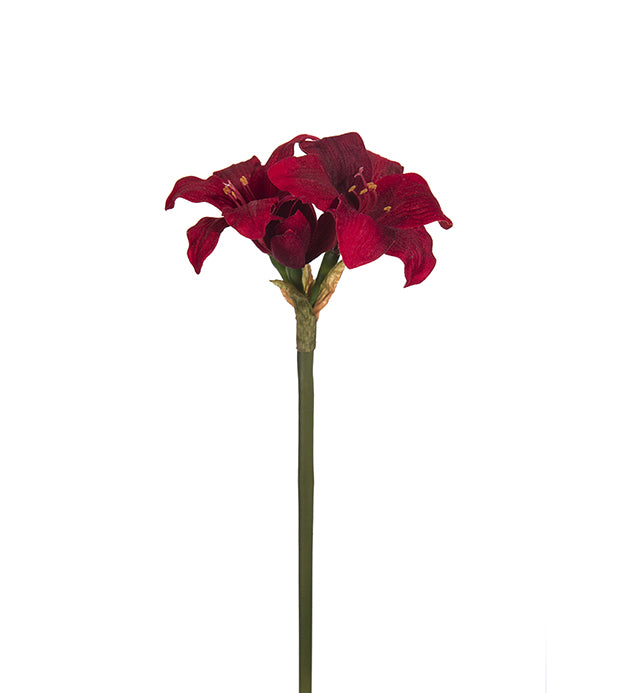 Amaryllis 35 cm Mr Plant