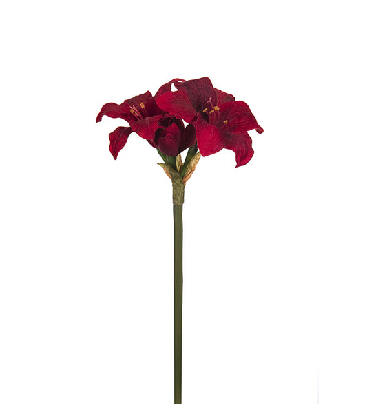 Amaryllis 35 cm Mr Plant