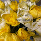Tulipan lys gul Mr plant