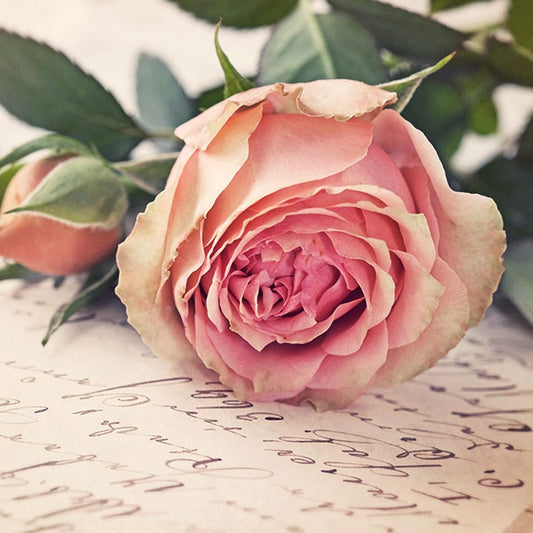 Serviett lunsj roser Mary rosa rose Ambiente